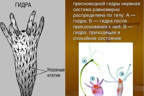 Как найти сайт блэкспрут